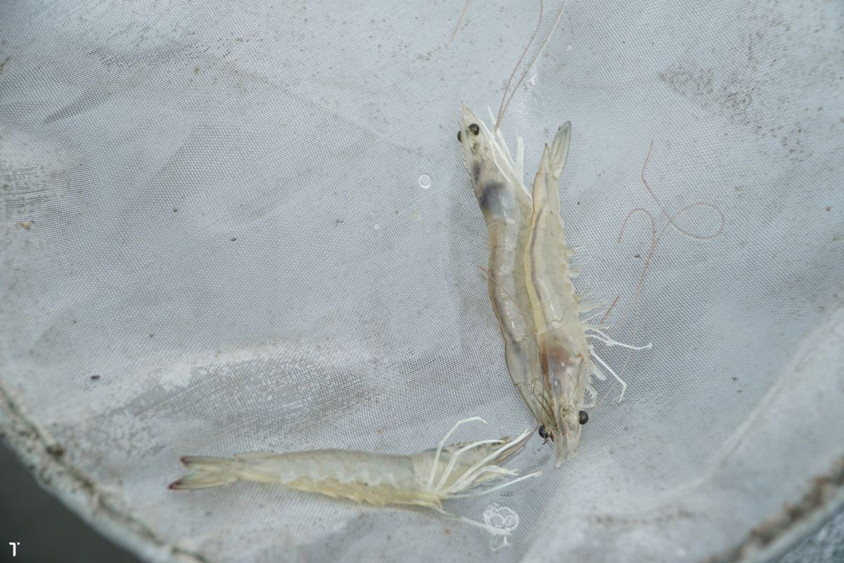 Tôm thẻ chân trắng